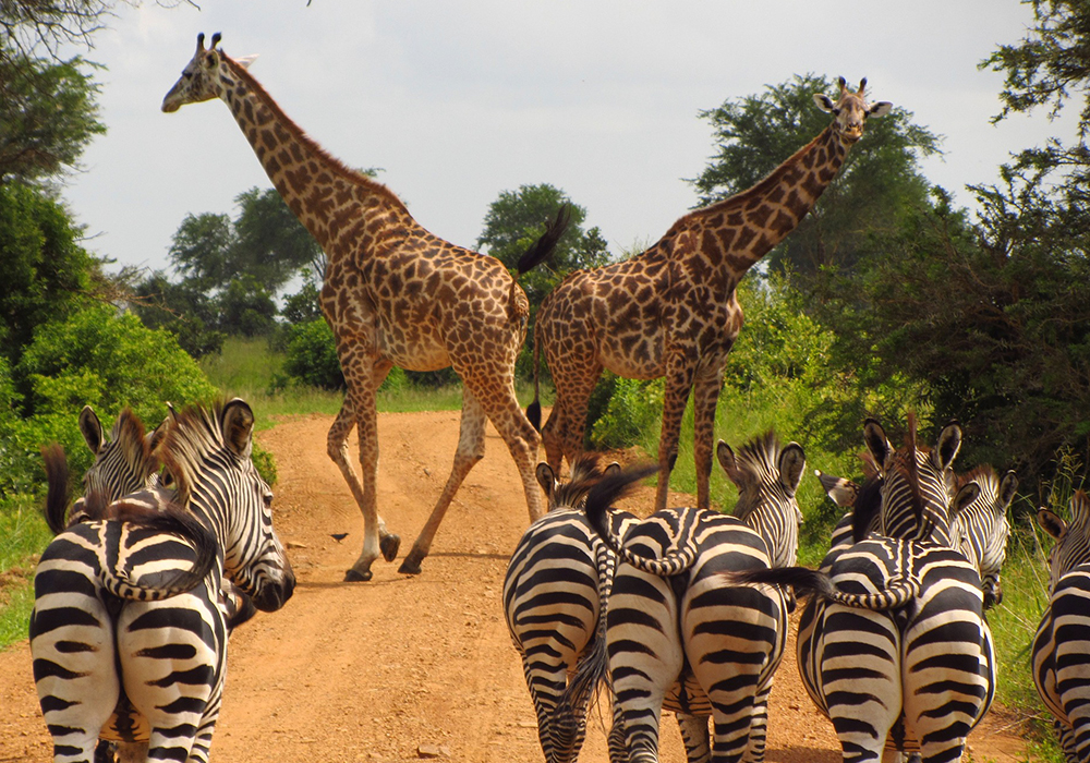 2-Day, 1-Night Mikumi National Park Safari from Zanzibar