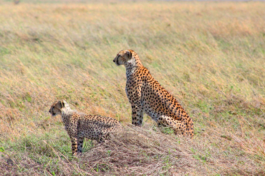 3-day fly-in safari from Zanzibar to Tarangire, Lake Manyara, and Ngorongoro Crater.