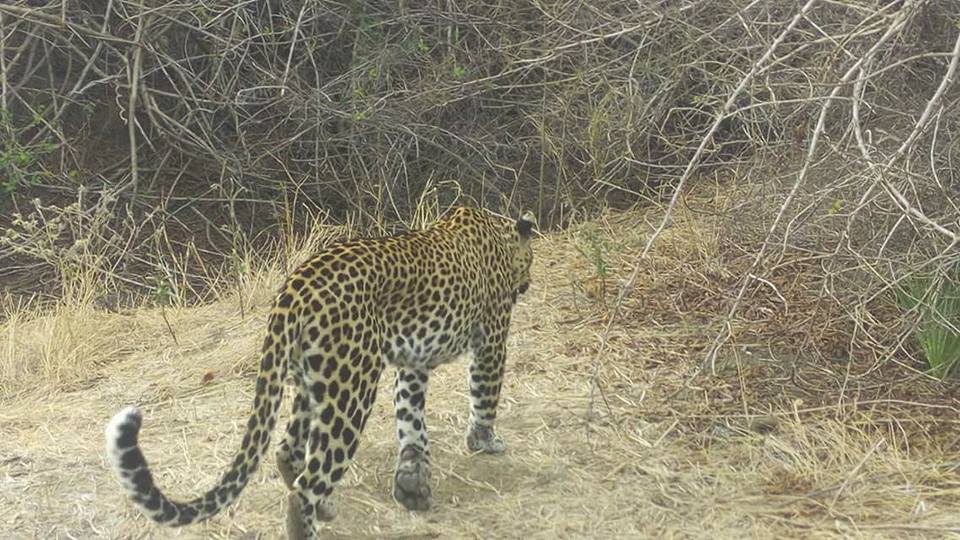 5-Day, 4-Night Serengeti, Ngorongoro & Tarangire Safari